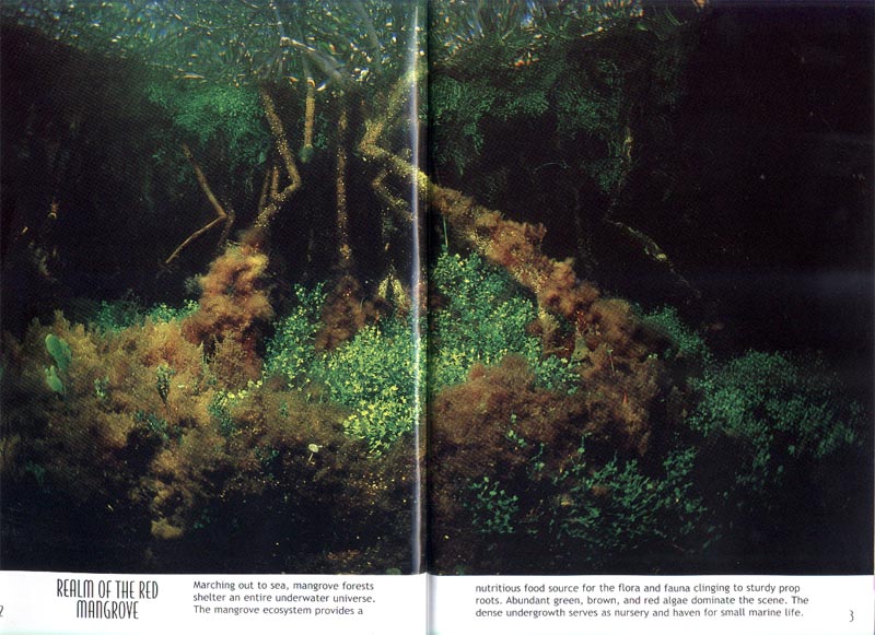 Mangroves - Trees in the sea - aus dem Buch